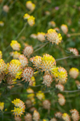Anthyllis vulneraria