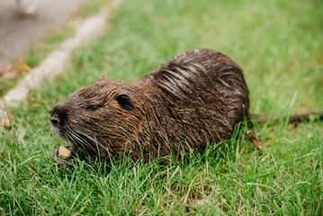 Nutria in the tactile zoo