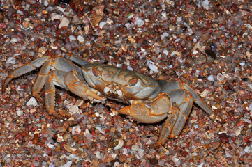 White crab on the Red Sea beach, Egypt, Hurghada