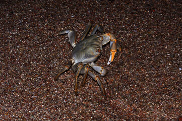 White crab on the Red Sea beach, Egypt, Hurghada