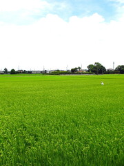 夏の郊外の稲穂をつけ始めた青田風景
