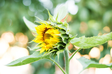 Sunflower. Flower buds are blooming close-up of sunflower garden. Close up of Fresh Sunflower bud