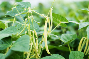 Vegetable garden with growing green peas. Green pea pods ripe on bush. Ripen green peas. Pods of ripening green peas close-up