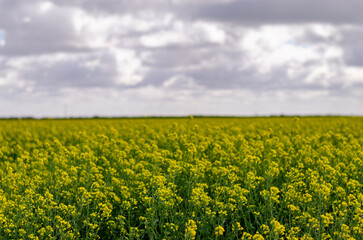 Obraz premium Canola Farm Flowers Field New South Wales Australia