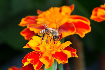 A bee sat on an orange flower, Ukraine