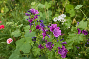 Malva sylvestris 