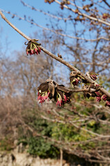 Parrotia persica in bloom