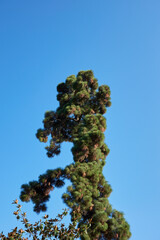 Pinus canariensis tree
