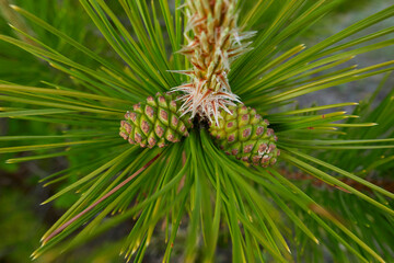 Pinus nigra cones close up