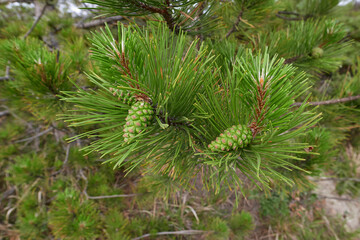 Pinus nigra cones close up