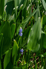 Fototapeta premium Pontederia cordata