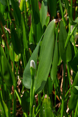 Pontederia cordata