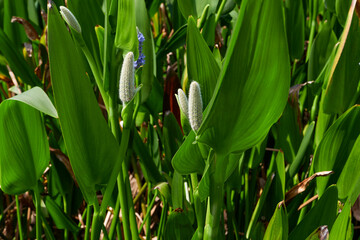 Pontederia cordata