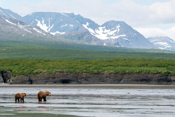 Alaskan brown bear sow and cub on mudflats at McNeil River