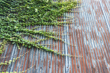 錆びたトタンの壁および蔓植物
