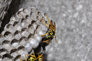 Wasp hive with wild wasps in the country