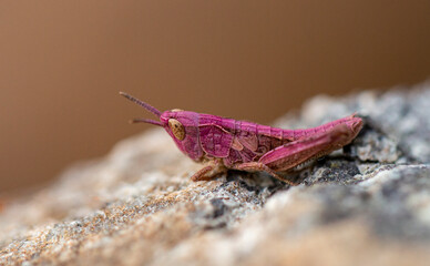 Small pink grasshopper with genetic mutation