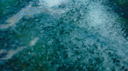 Photo of the Black Sea with a lot of jellyfish in Crimea