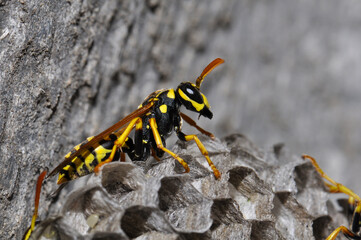 Wasp hive with wild wasps in the country