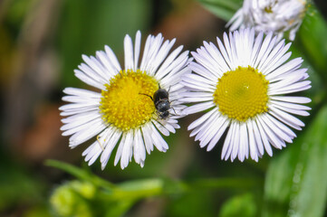Obraz premium Small black beetle on two white daisies