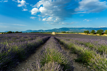 Fototapeta na wymiar Lavender field in region Provence France