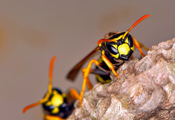 Wasp hive with wild wasps in the country