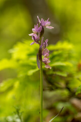 Roman dactylorhiza (Dactylorhiza romana) in natural habitat