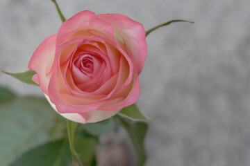 Pink rose in soft color, Made with blur style for background. Copy space for text. Mock up template. Can be used for wallpaper, wedding card, web page banner