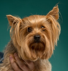 close-up portrait of a yorkshire terrier on a blue background isolated