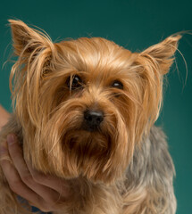 close-up portrait of a yorkshire terrier on a blue background isolated