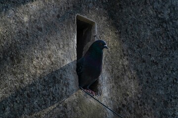 Closeup shot of a gray pigeon perched in a hole in a wall