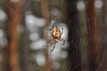 Unusual spider on poutine in the jungle of Thailand, macro