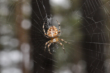 Unusual spider on poutine in the jungle of Thailand, macro