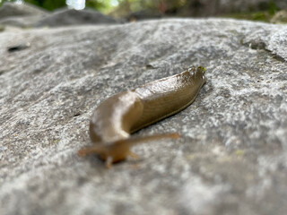 close up of a snail / slug 