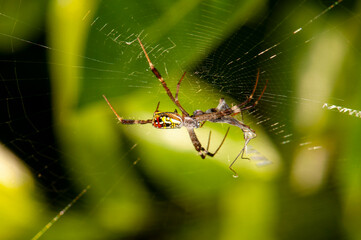 Unusual spider on poutine in the jungle of Thailand, macro