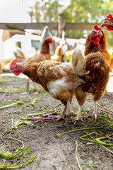 Domestic brown free range chicken