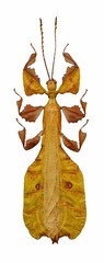 Pulchriphyllium pulchrifolium yellow (male) Walking Leaf Insect in White Background © Insectpedia