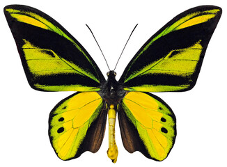Ornithoptera chimaera charybdis (male)
Butterfly. 
Entomology In White Background