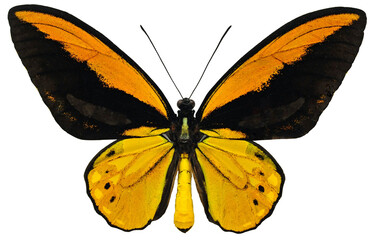 Ornithoptera croesus croesus (male)
Butterfly. 
Entomology In White Background