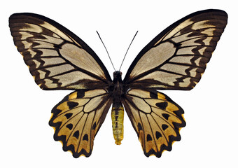 Fototapeta premium Ornithoptera croesus lydius (female) Butterfly. Entomology In White Background