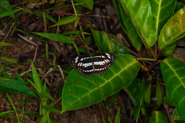 Beautiful butterfly in the jungle of Thailand, macro