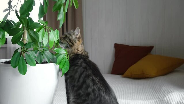 Little gray cat sitting near of green potted houseplant, Schefflera Compacta at home and playing. Growing indoor plants. Kitten plays and surprise home plants. Veterinary Concept of damage from pets.