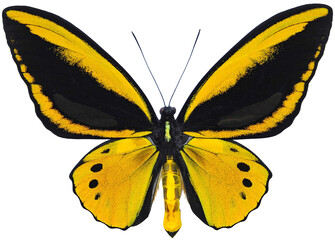 Ornithoptera priamus (male) X Ornithoptera croesus (female) (hybrid)
Butterfly. 
Entomology In White Background