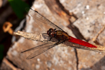 Red dragonfly sits on a branch, macro