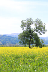 Fototapeta na wymiar 菜の花畑と一本の木の風景