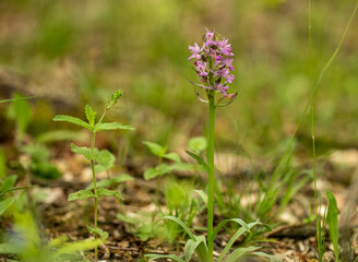 Roman dactylorhiza (Dactylorhiza romana) in natural habitat