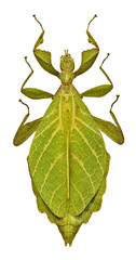 Phyllium jacobsoni (female)
Walking Leaf Insect in White Background