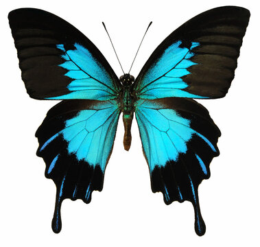 Papilio ulysses telegonus (male)
Butterfly. 
Entomology In White Background