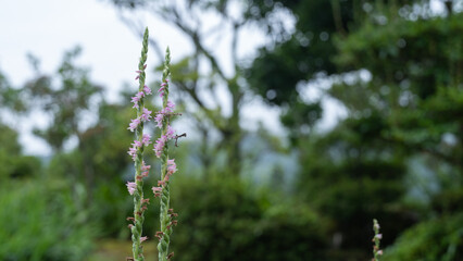 ネジバナ(Lady’s tresses・Screw flower)