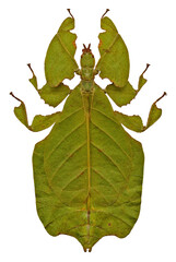 Pulchriphyllium pulchrifolium green (female)
Walking Leaf Insect in White Background